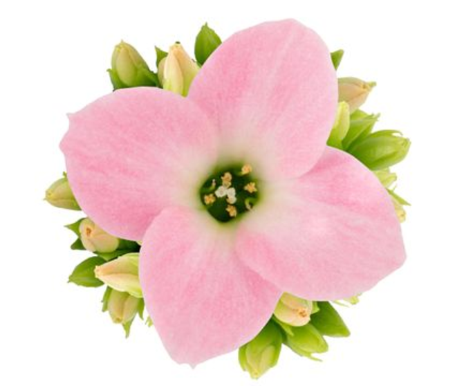 KALANCHOE ROSE