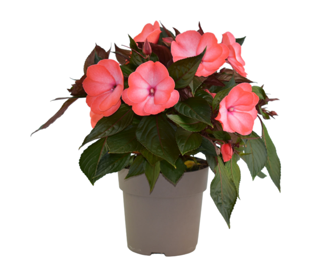 IMPATIENS GUINEE P COLORE