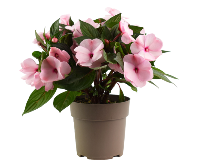 IMPATIENS GUINEE P COLORE