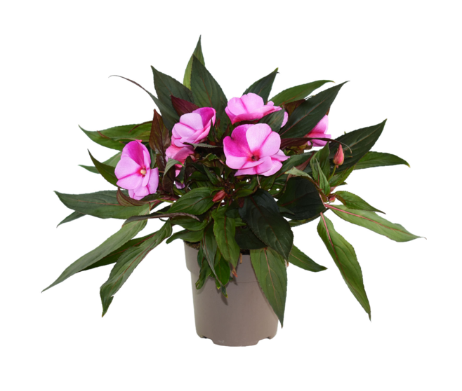IMPATIENS GUINEE P COLORE