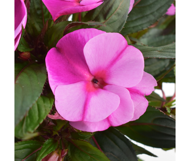 IMPATIENS GUINEE P COLORE