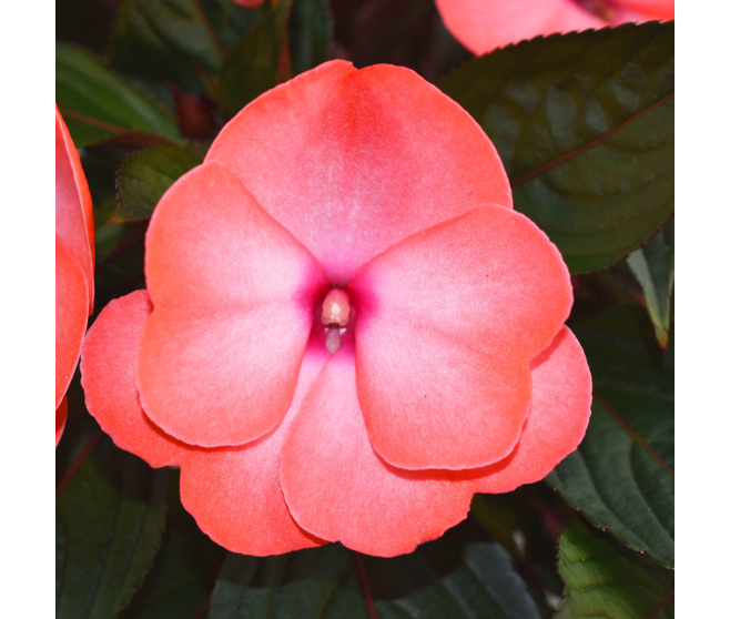 IMPATIENS GUINEE P COLORE