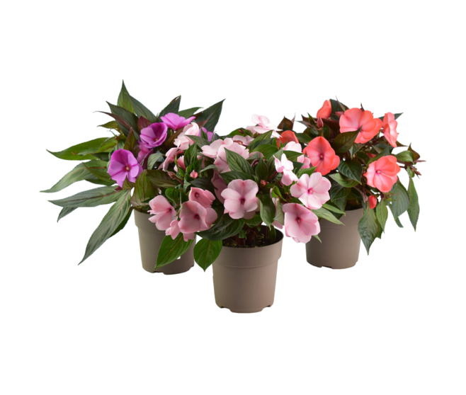 IMPATIENS GUINEE P COLORE