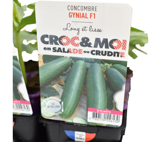 CONCOMBRE GYNIAL BQ3