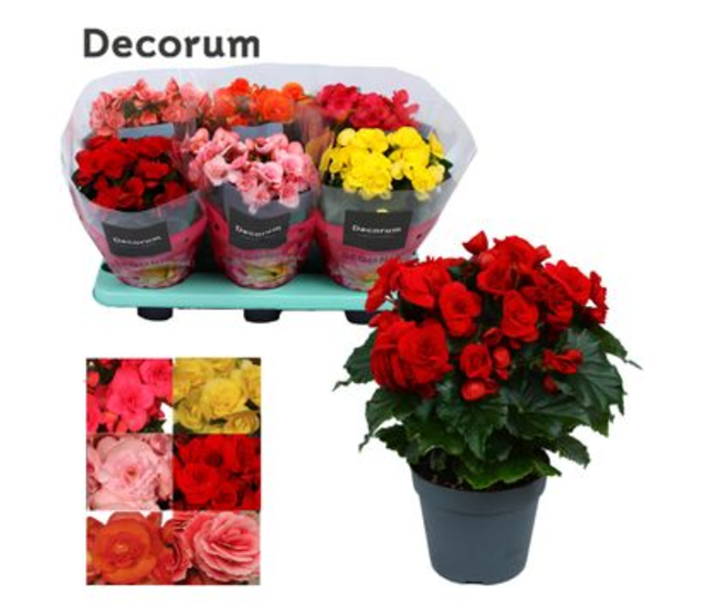 BEGONIA VARIE DECORUM