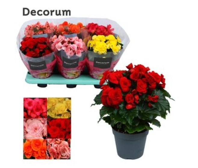 BEGONIA VARIE DECORUM