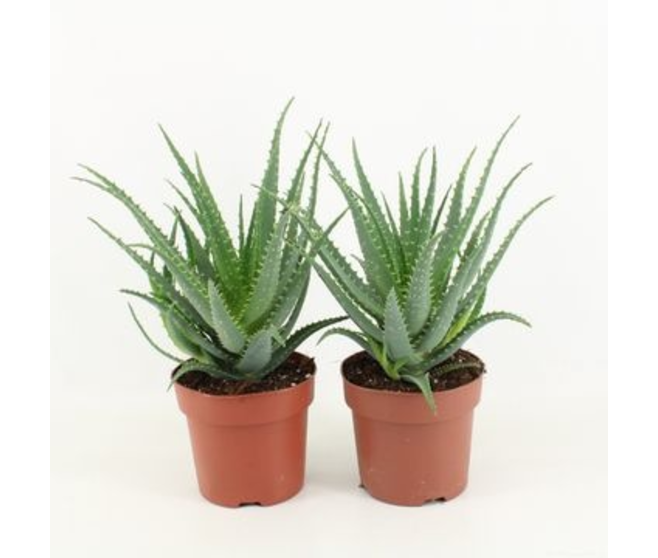 ALOE ARBORESCENS