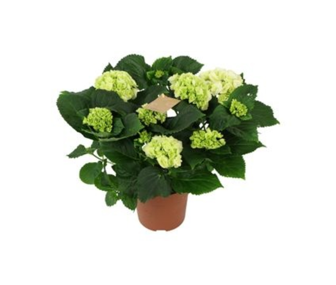 HORTENSIA 5FL BLANC DECORUM