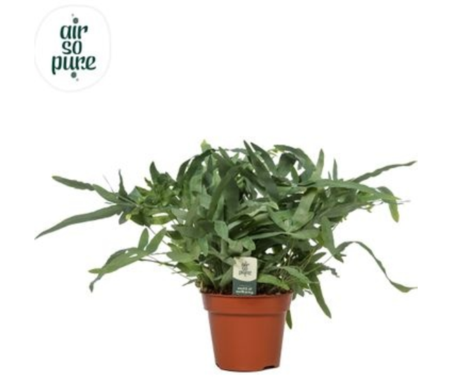 PHLEBODIUM BLUE STAR AIR SO PURE