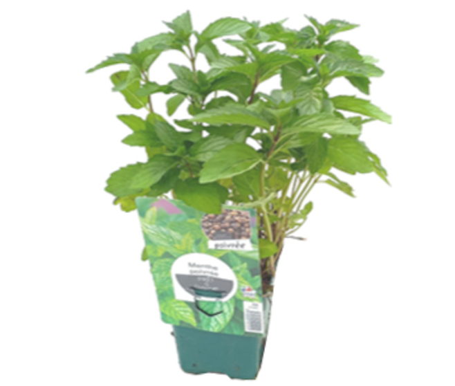 MENTHE POIVREE