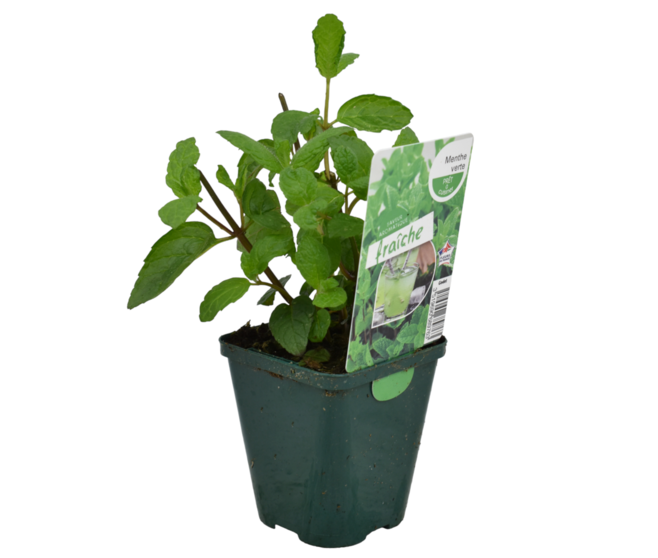 MENTHE VERTE
