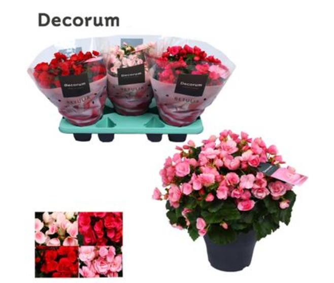 BEGONIA BETULIA VARIE