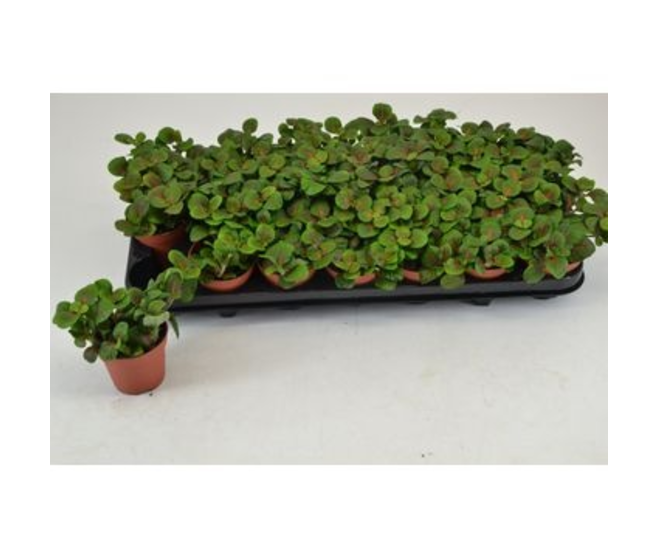 FITTONIA BUBBLE RED