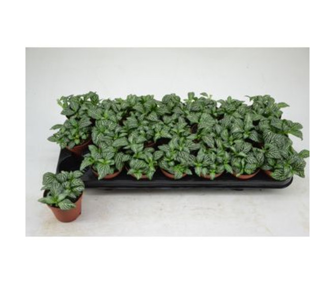 FITTONIA MARBLE GREEN