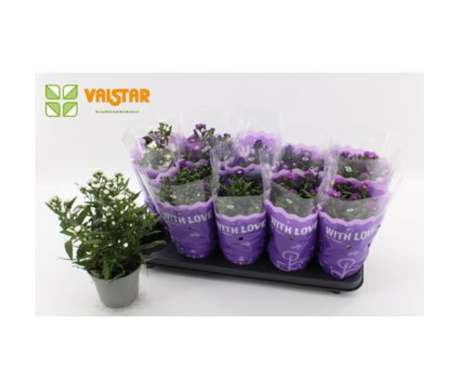 ASTER VARIE
