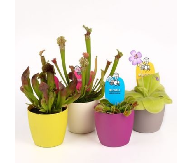 PLANTE CARNIVORE P DECO