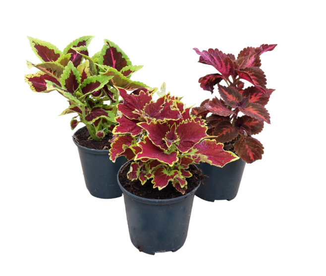 COLEUS