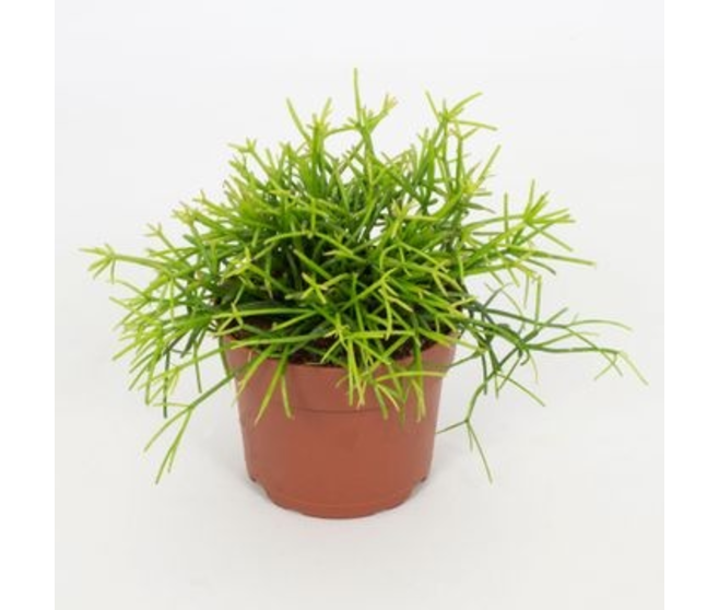 RHIPSALIS VARIE