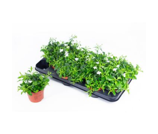 LOBELIA ERINUS BLANC