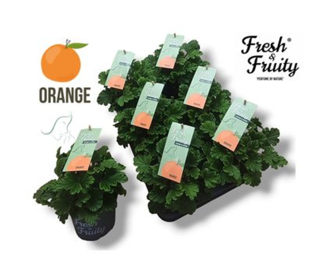 PELARGONIUM GRANDIFLORUM ORANGE