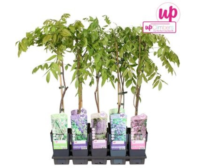WISTERIA VARIE