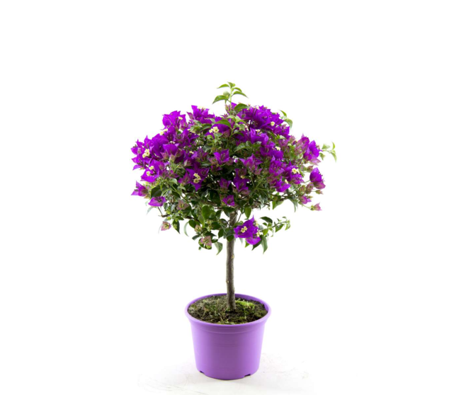 BOUGAINVILLIER VIOLET TIGE