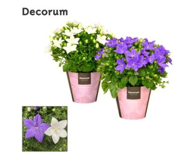 CAMPANULE VARIEE DECORUM