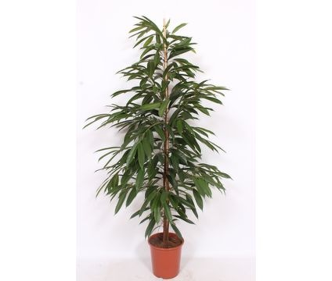 FICUS AMSTEL KING