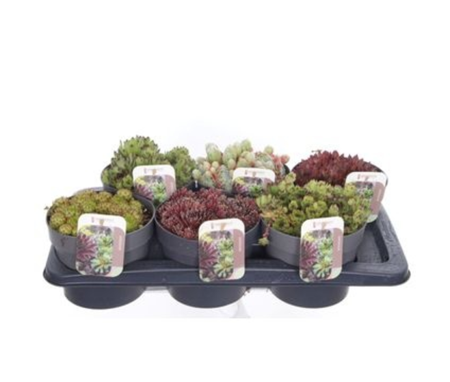 SEMPERVIVUM VARIE
