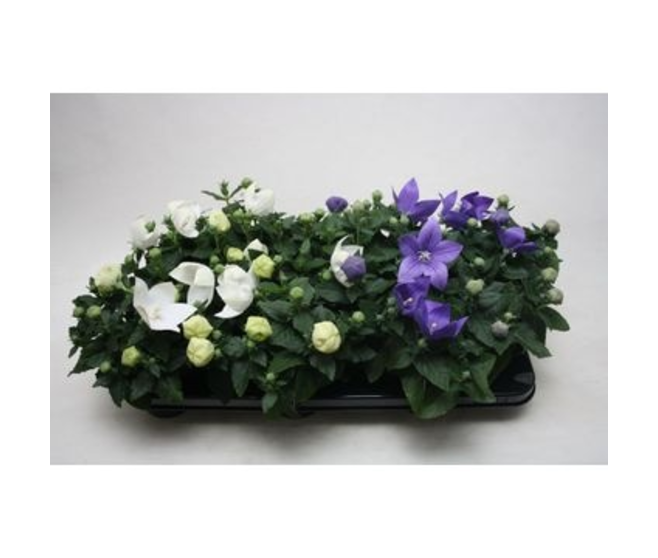 PLATYCODON GRANDIFLORUM VARIE