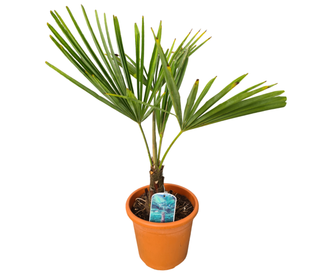 CHAMAEROPS EXCELSA
