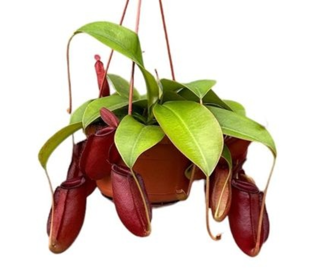 NEPENTHES BLOODY MARY SUSP