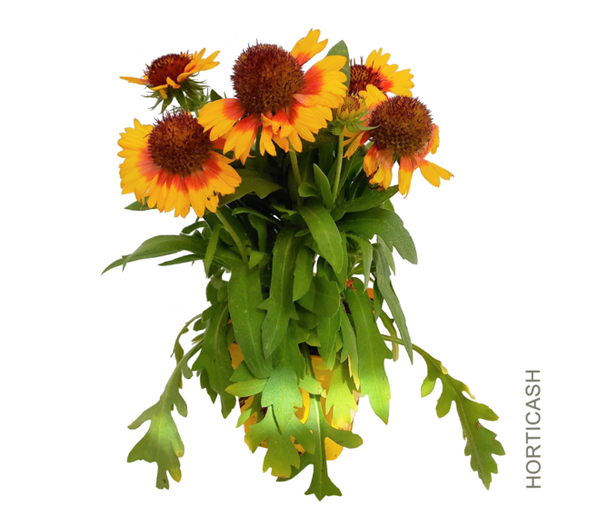 GAILLARDE ROYALE