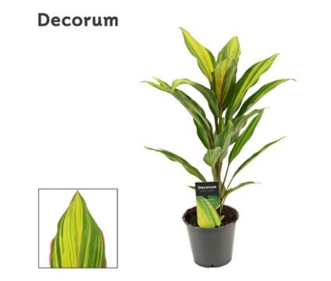 CORDYLINE KIWI DECORUM