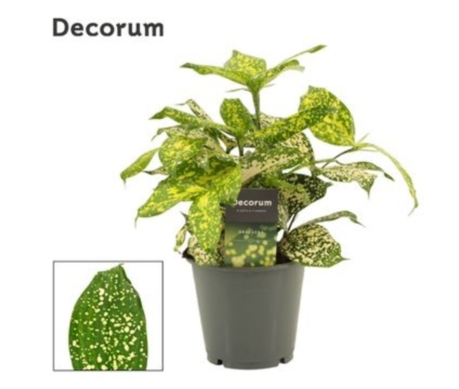 DRACAENA FLORIDA BEAUTY DECORUM