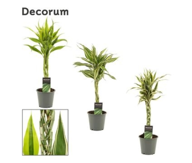 DRACAENA SANDERIANA TRESSE