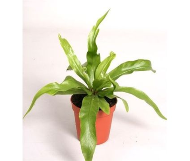 ASPLENIUM ANTIQUUM