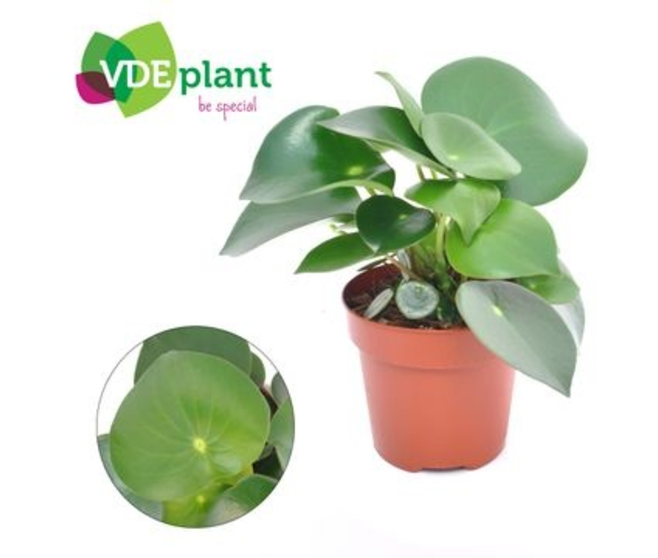 PEPEROMIA RAINDROP