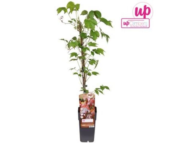 PARTHENOCISSUS VEITCHII
