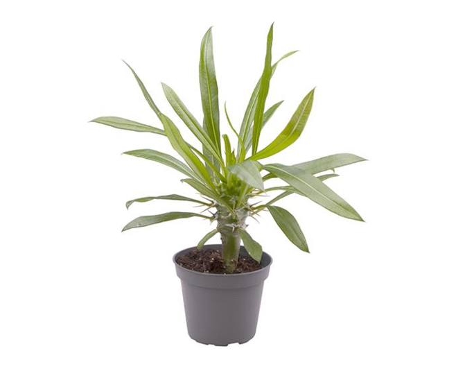 PACHYPODIUM LAMEREI