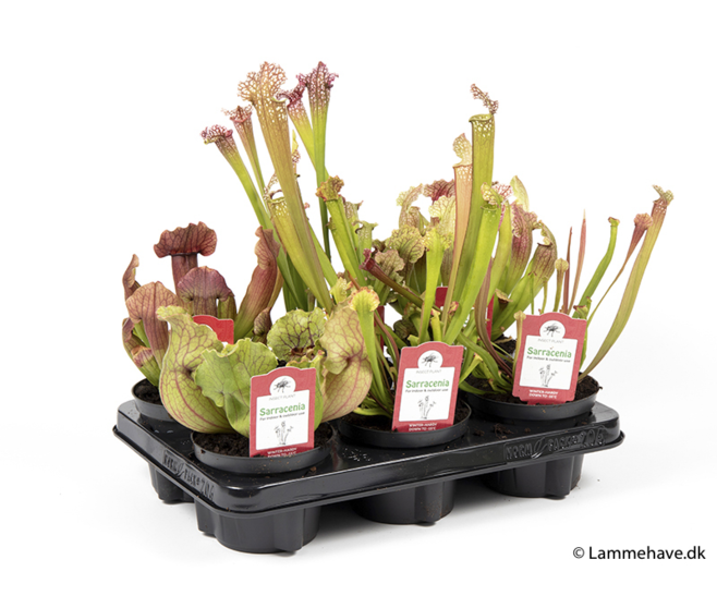 SARRACENIA VARIE