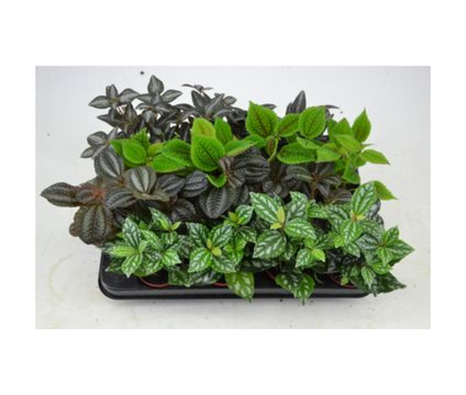 PILEA 3PP VARIE