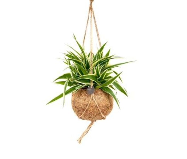 CHLOROPHYTUM OCEAN KOKODAMA
