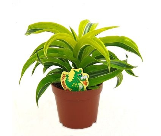 DRACAENA LEMON SURPRISE