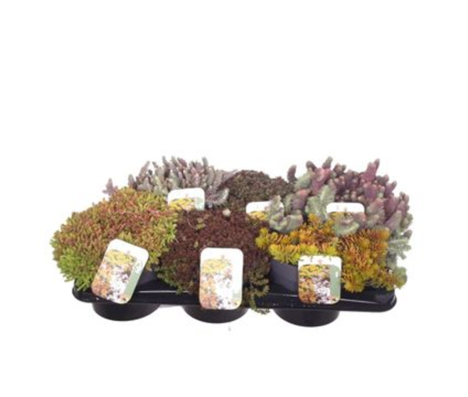 SEDUM VARIE