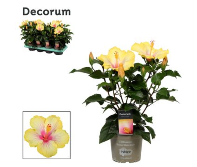 HIBISCUS COCKTAIL DECORUM