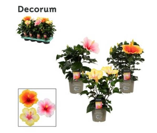 HIBISCUS TUTTI FRUTTI DECORUM