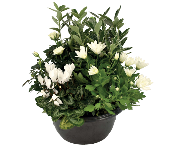 COUPE EXT HONORE
