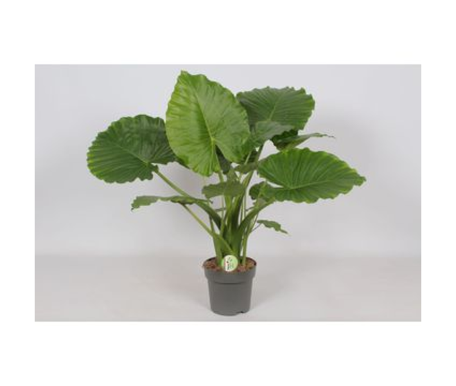 ALOCASIA GAGEANA