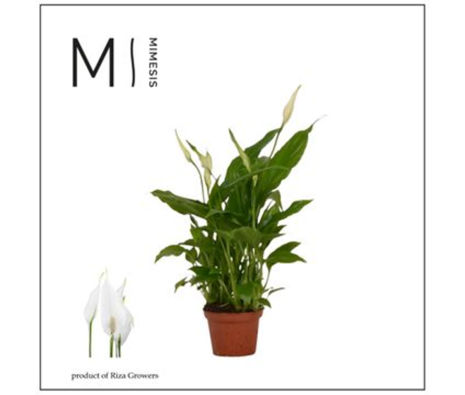 SPATHIPHYLLUM CHOPIN